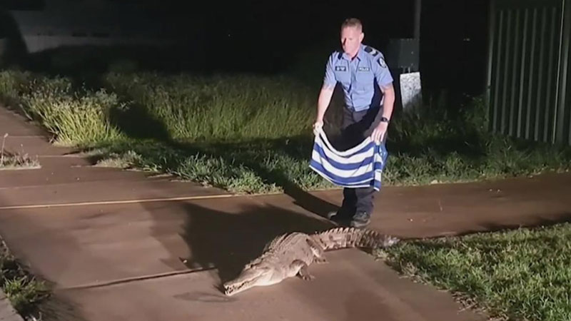 How-to-catch-a-crocodile-with-a-tea-towel