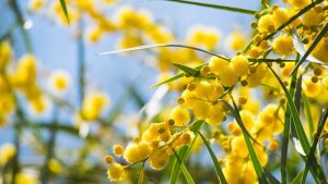 Wattle-Day-Custom-Tea-Towels