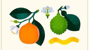 Artwork preview for US buyers asking to print custom cotton tea towels.