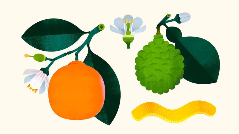 Full-colour artwork prepared for cotton tea towel printing.